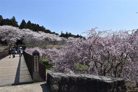 枝垂桜狩り 茨城県石岡市染谷 常陸風土記の丘（3）しだれ桜のトンネル 花を探して ぶらり 一人旅