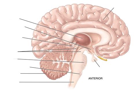 ANAT 102 CHAPTER 14 BRAIN SAGITTAL MEDIAL VIEW Diagram Quizlet