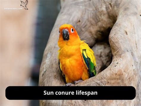 Sun conure lifespan - AviansCare