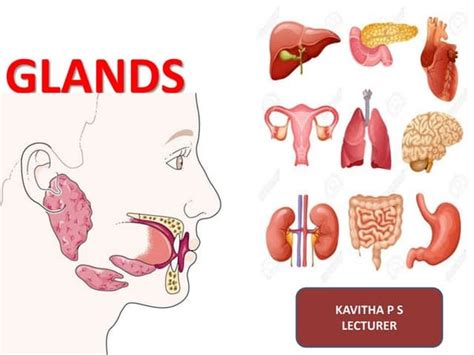 Histology Of Accessory Sex Glands Of Male