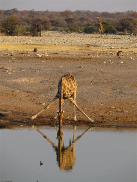 Safari En Namibie Forum Namibie Forums Routard