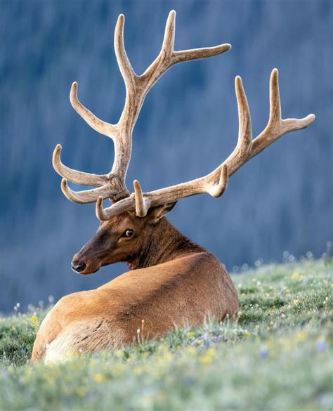 An Elks Antlers Can Grow About 1 Inch Per Day This Can Lead A Bull