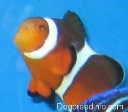 Clownfish Saltwater Fish Information and Pictures