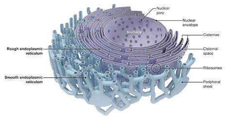 Endoplasmic Reticulum The Cellular Inter Net Definition