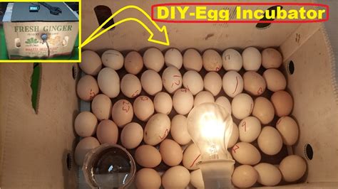 DIY Egg Incubator For Chicken Eggs Homemade Cardboard Box Egg