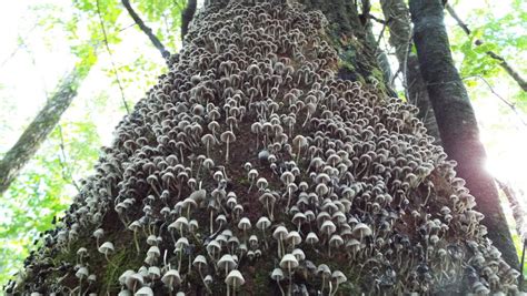 Mycena Cyanorrhiza The Ultimate Mushroom Guide