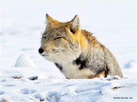 Tibetan Fox