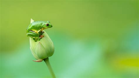 Amphibian Frog On Lotus Flower Bird In Green Background 4k Hd Frog