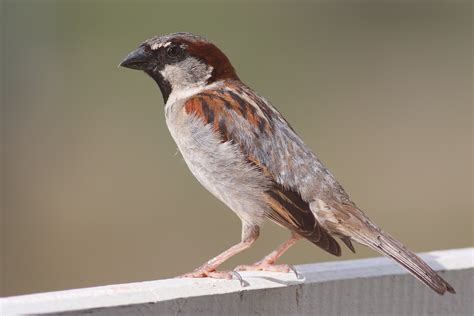 sparrow alchetron   social encyclopedia