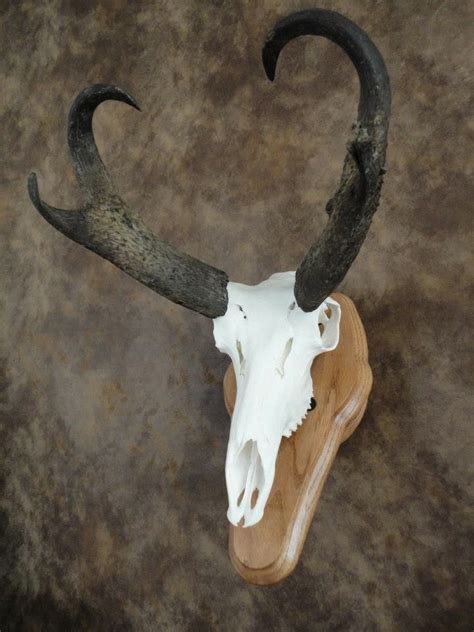 Pin On Skulls Antlers And Artwork