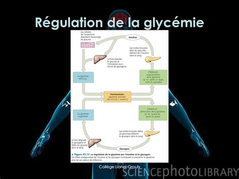 Le Syst Me Endocrinien Un Tr S Bref Aper U Ppt T L Charger