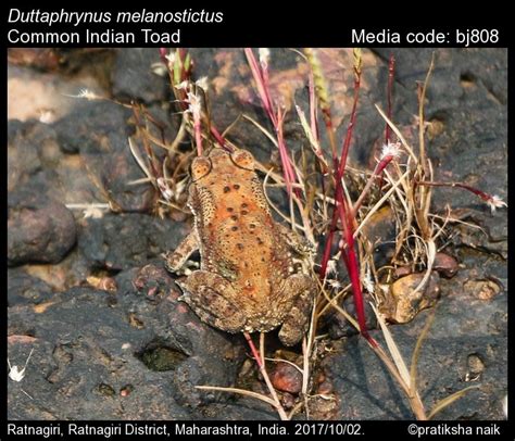 Duttaphrynus Melanostictus Schneider Common Indian Toad