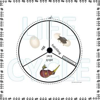 Kiwi Bird (Life Cycle Spinner) by Donna Thompson | TpT