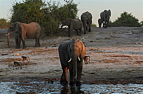 Qual O Feminino De Elefante 2024 Bezerrão da Carne