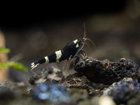 Assorted Caridina Shrimp ( Any Colour ) | Aquarium Fish India