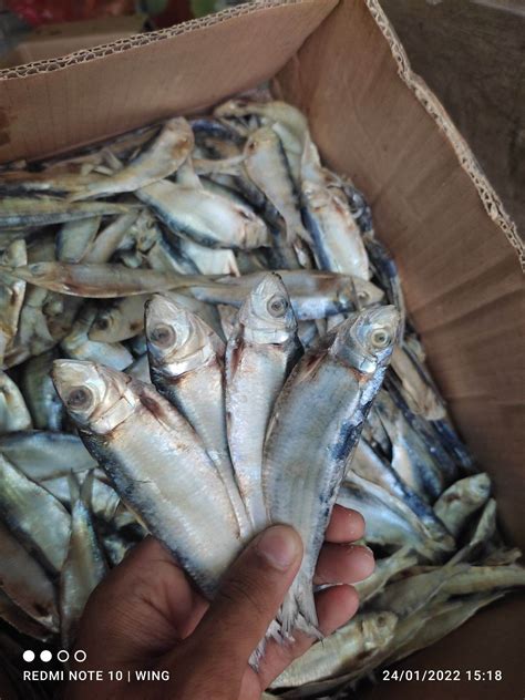 Ikan Asin Tembang Sisik Kaca Kg Lazada Indonesia