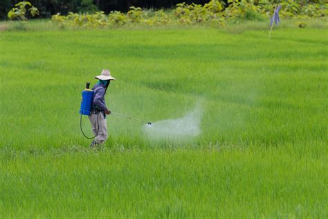 Farmer Spraying Pesticide In The Rice Field Protection Pest