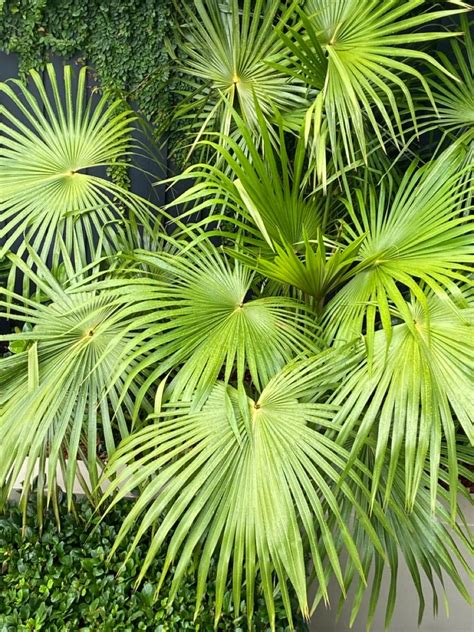 80 Popular Types Of Palm Plants Artofit