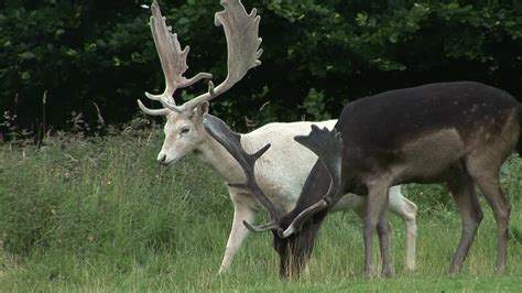 Black And White Fallow Deer Deer Species Fallow Deer Black Deer