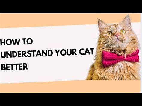 HOW TO UNDERSTAND YOUR CAT BETTER Understandingcats Catviral