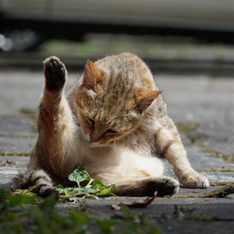 台灣之心愛護動物協會 【肚肚好香、腳腳好香｜還要洗香香嗎？】你有多久沒幫貓咪洗澡了呢？小編先承認，是7年。 其實貓咪毛髮上的油脂有保護皮膚