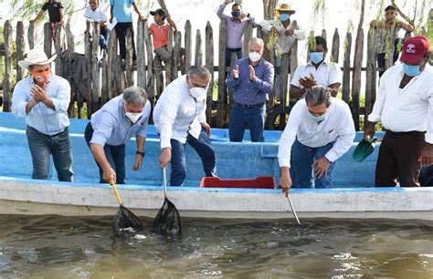 Siembran Mil Cr As De Tilapia En Cuerpos Lagunares Del Municipio De