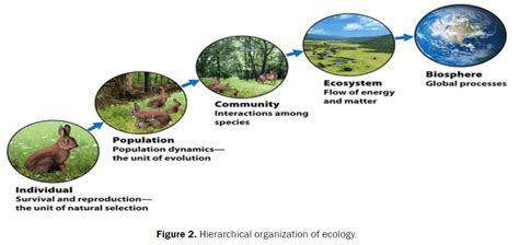 Why Is Ecology So Important Updated December 2022