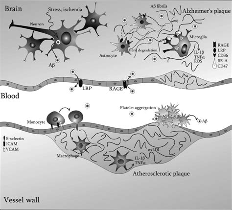 Similarities in cellular mechanisms and protein aggregation processes... | Download Scientific ...