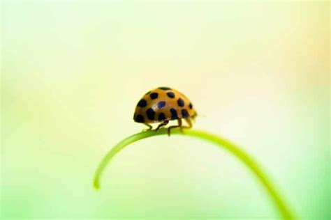 Green Ladybug – Easy Guide and Identifying Them (with Images)