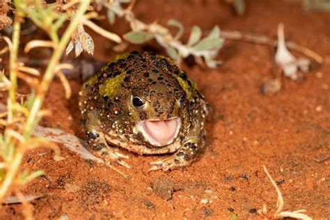 Burrowing Frog A Z Animals