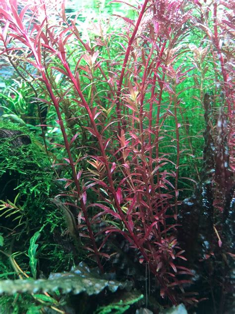 Rotala Super Red Furniture And Home Living Gardening Plants And Seeds On