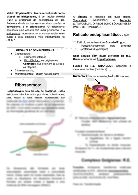 Celula Eucarionte Animal 7