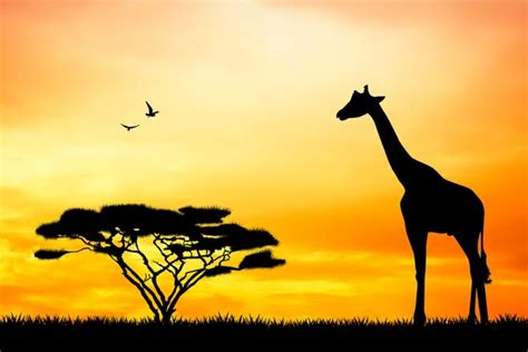 Giraffe at sunset — Stock Photo © adrenalina #131271044