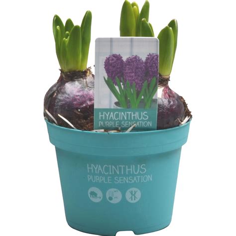 Drei Hyazinthen Purple Sensation Violett Topf Ca Cm Hyacinthus