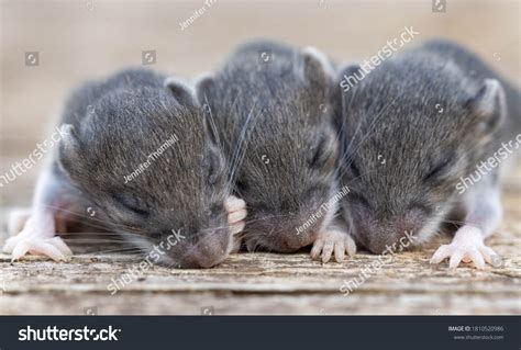 Baby mice Images, Stock Photos & Vectors | Shutterstock