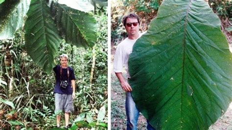 Orvul Meggyilkol Tel Senki La Planta Con Las Hojas Mas Grandes Del