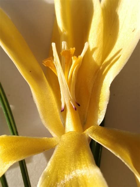 Crocus Flavus Weston