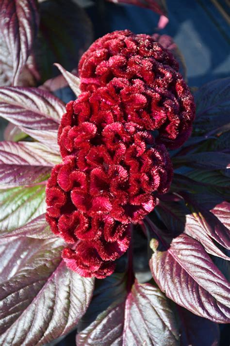 Celosia Dracula Flower Seeds 50 | Etsy
