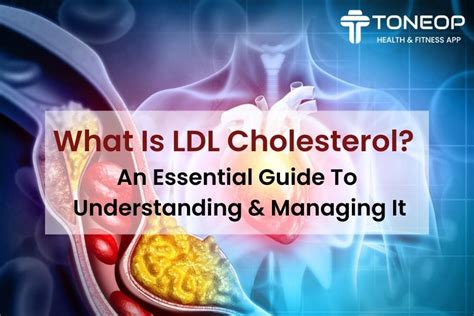 What Is LDL Cholesterol? An Essential Guide To Understanding And ...