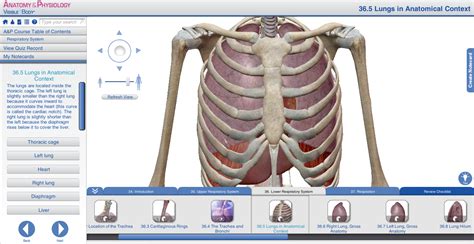 Organs Within Ribcage Grade 5 Human Organ System Lesson 3 Mr