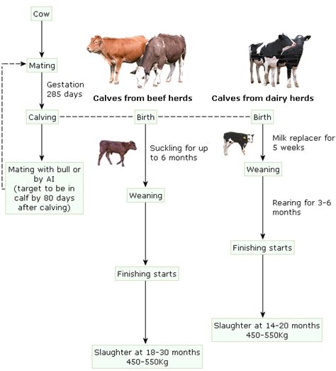 Life Cycle Of A Cow Diagram