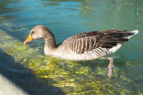 Premium Photo Close Up Photo Of Geese Eating Underwater