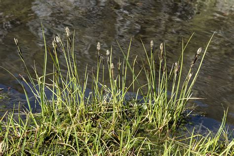 Carex L Plants Of The World Online Kew Science