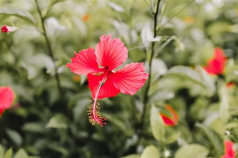 3 Most Important Medicinal Uses Of Hibiscus The Planttube