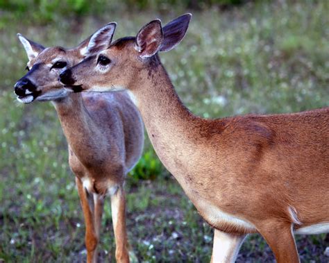 Key Deer | Noni Cay Photography