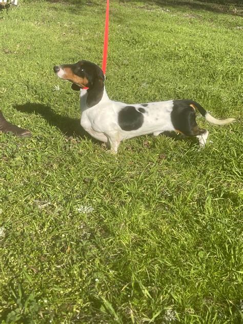 Dachshund Puppies For Sale - AKC PuppyFinder