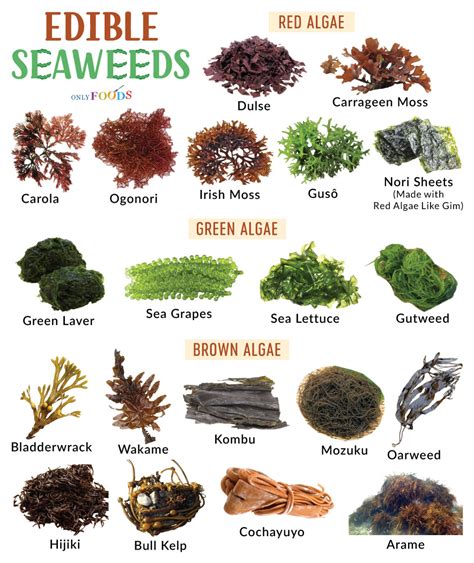 Types Of Sea Vegetables Edible Seaweeds List With Pictures