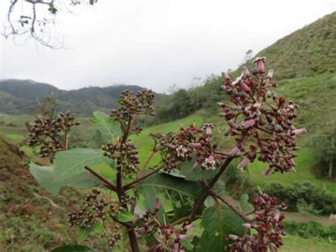 Bicentenario conoce al árbol de la quina símbolo del reino vegetal en