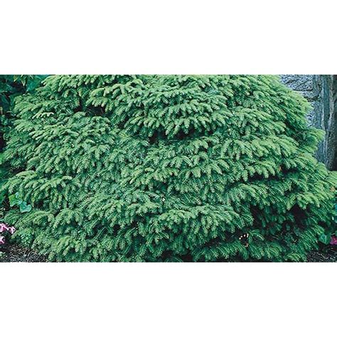 Lowes Birds Nest Spruce Accent Shrub In 3 Gallon S Pot In The