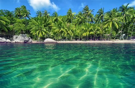 Hd Wallpaper Green Coconut Tree Beach Sand Tropical Island Palm